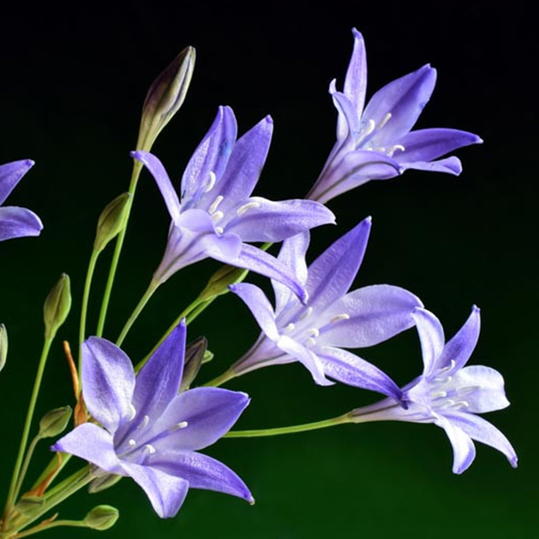 트리텔리아 - 코닝인파비올라