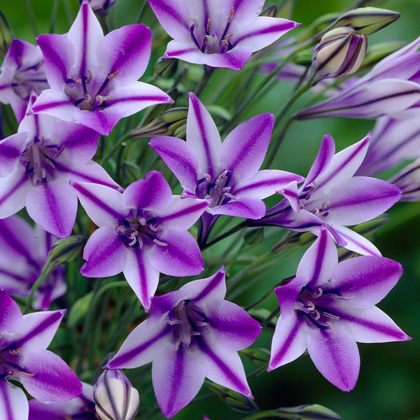 트리텔리아 - 루디