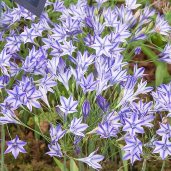 트리텔리아 - 루디