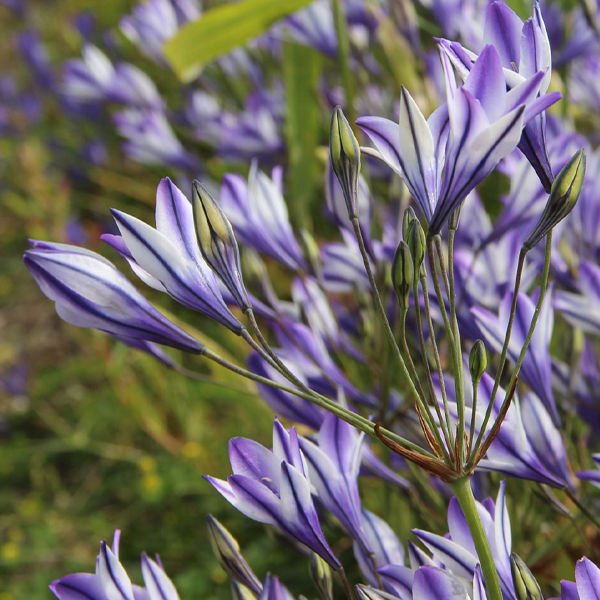 트리텔리아 - 루디