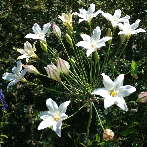 트리텔리아 - 실버 퀸