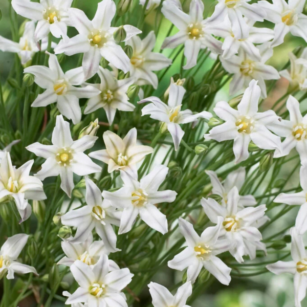 트리텔리아 - 실버 퀸