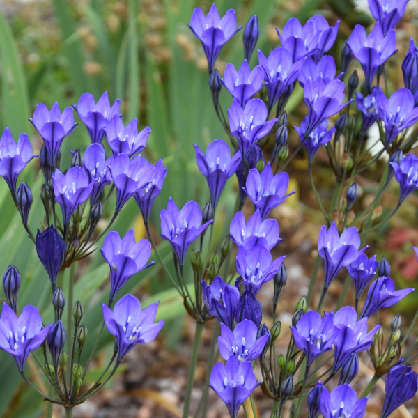 트리텔리아 - 트와일라잇