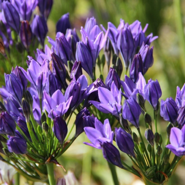 트리텔리아 - 트와일라잇