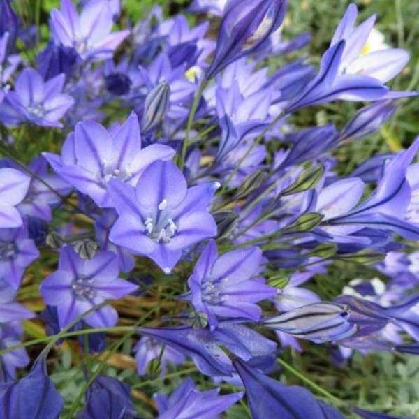 트리텔리아 - 트와일라잇