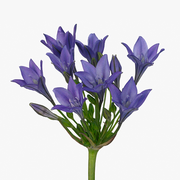 트리텔리아 - 트와일라잇