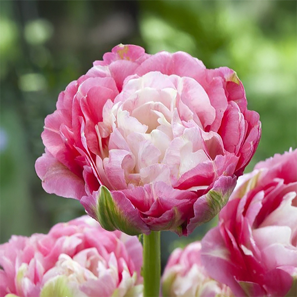 튤립-더블 슈거