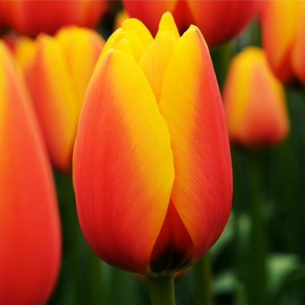 튤립-헨니 반더 모스트(유냉)