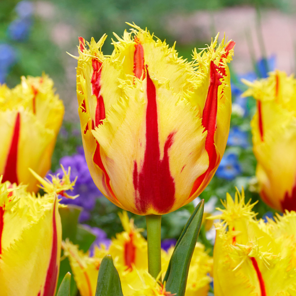 튤립-파티 클라운