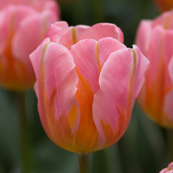 튤립-프리티 프린세스