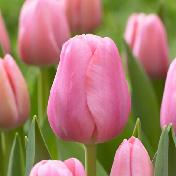 튤립-트레저(유냉)