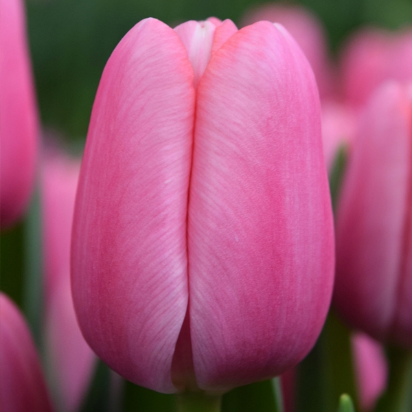 튤립-트레저(유냉)