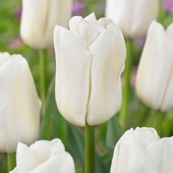 튤립-업데이트(유냉)