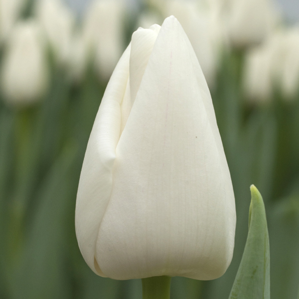 튤립-업데이트(유냉)