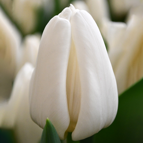 튤립-업데이트(유냉)