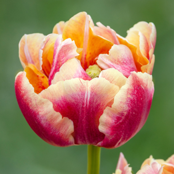 튤립-베로나 선라이즈