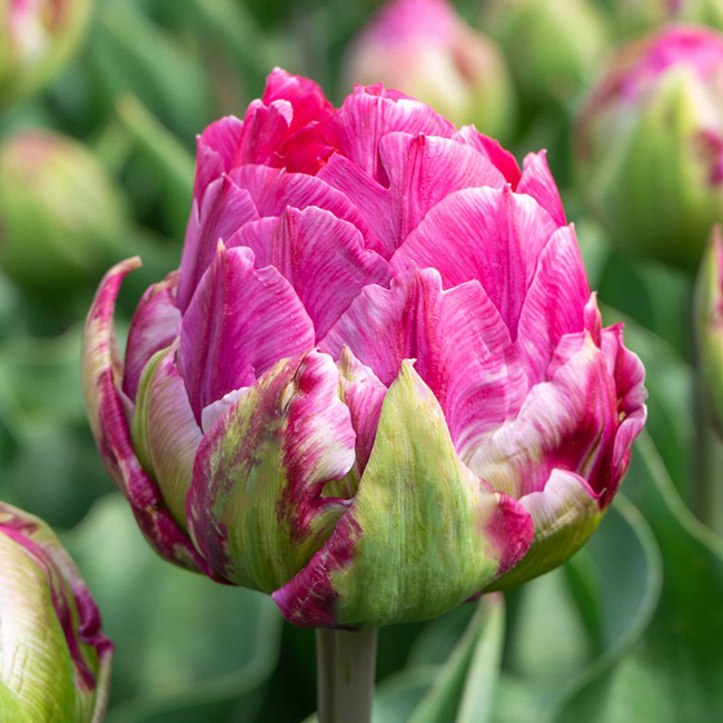 튤립-위키드 인 핑크