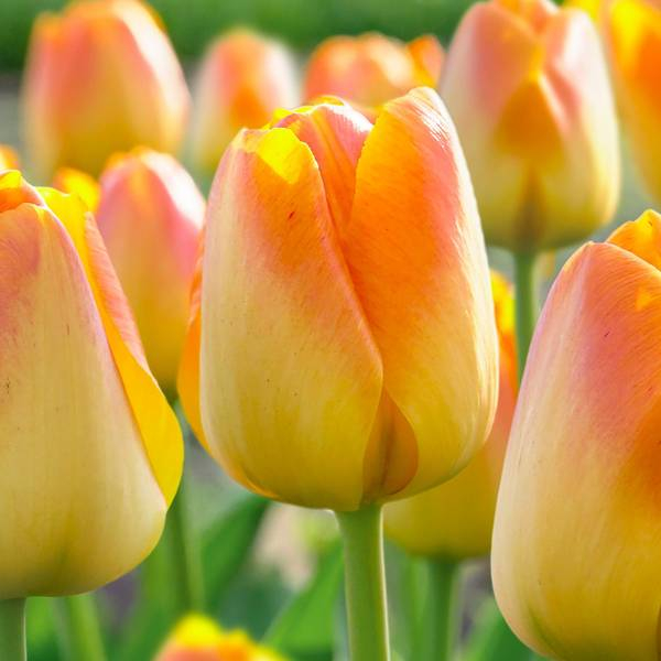 튤립-충밍 러브