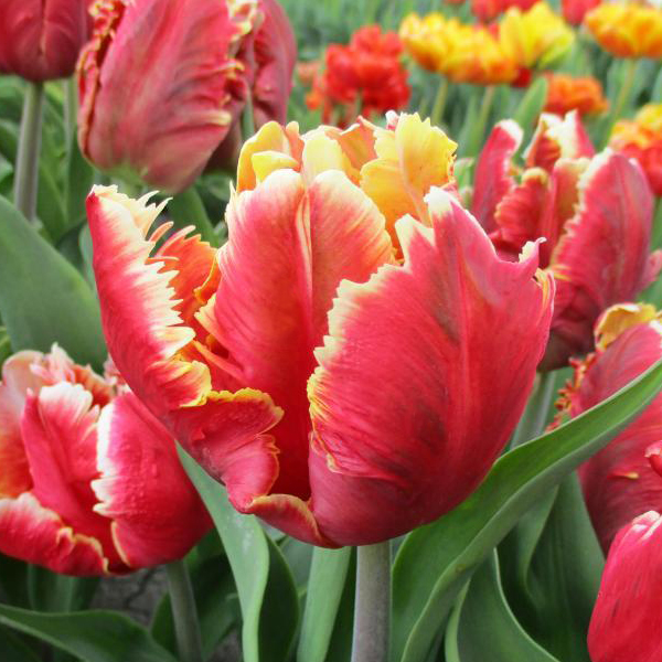 튤립-디 제이 패럿