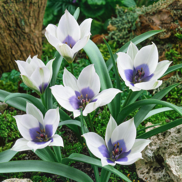 원종튤립-알바 코에룰레아 오쿨라타