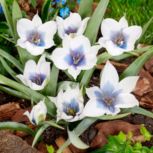 원종튤립-알바 코에룰레아 오쿨라타 원종튤립-알바 코에룰레아 오쿨라타