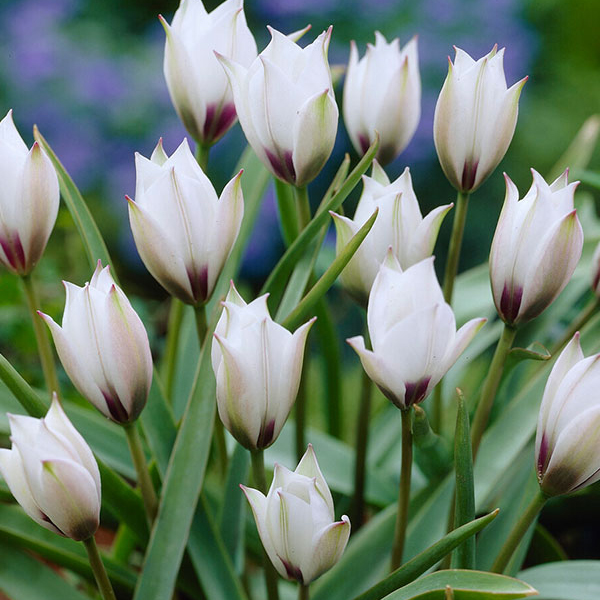 원종튤립-알바 코에룰레아 오쿨라타 원종튤립-알바 코에룰레아 오쿨라타