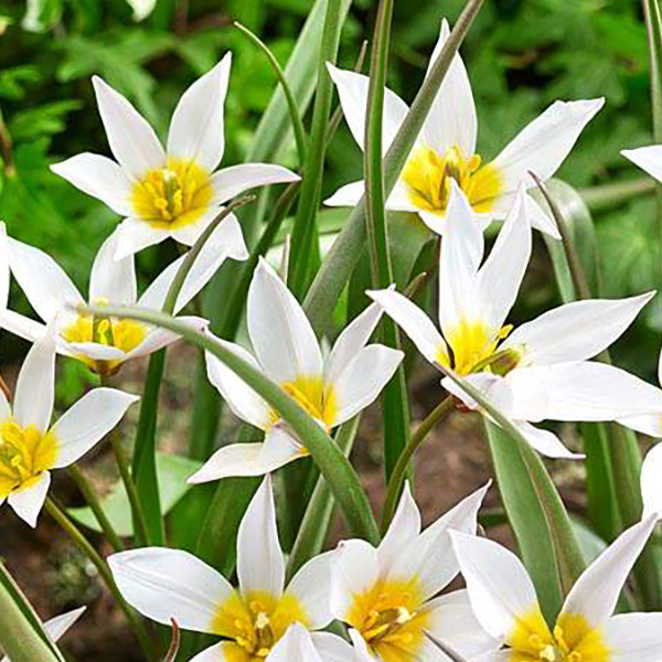 원종튤립-카니아