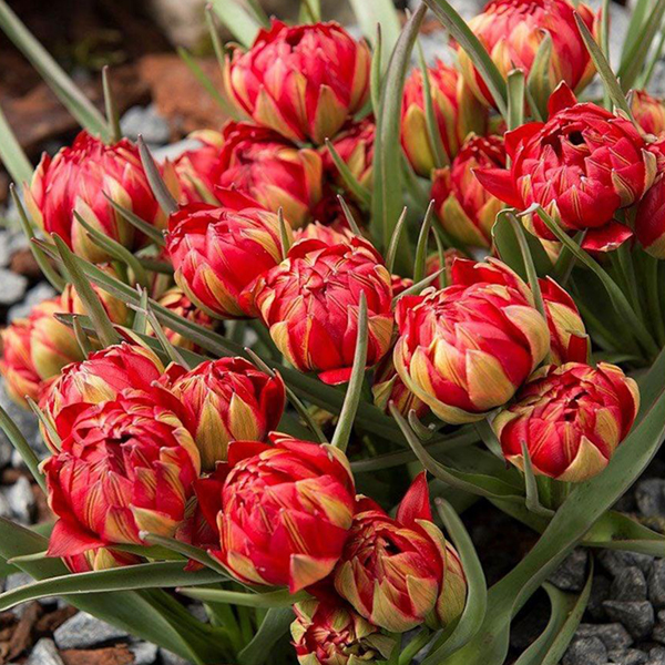 원종튤립-휴밀리스 사만다