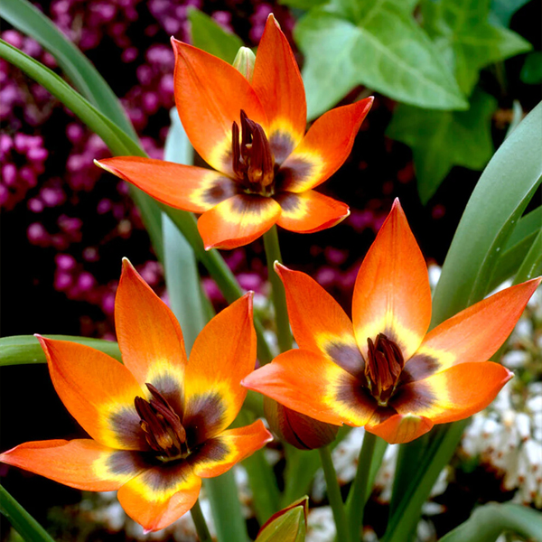 원종튤립-리틀 프린세스