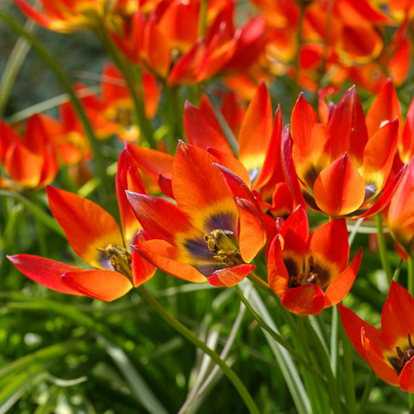 원종튤립-리틀 프린세스