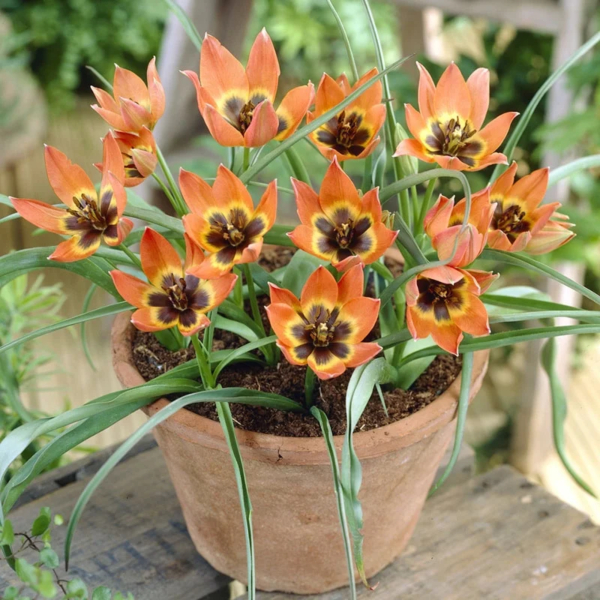 원종튤립-리틀 프린세스