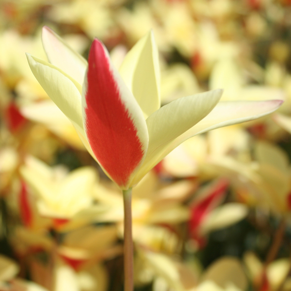 원종튤립-크루지아 피에체 벨