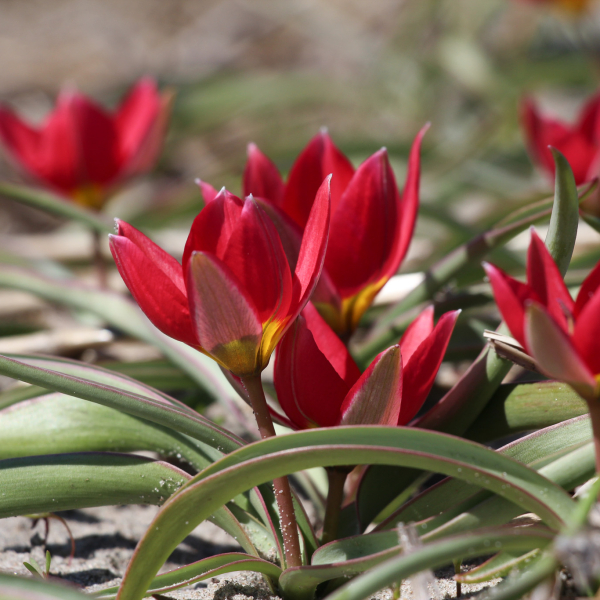 원종튤립-레드 뷰티