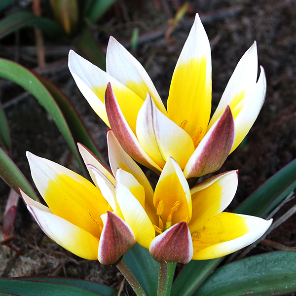 원종튤립-타르다