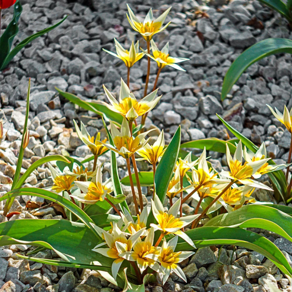 원종튤립-타르다 원종튤립-타르다