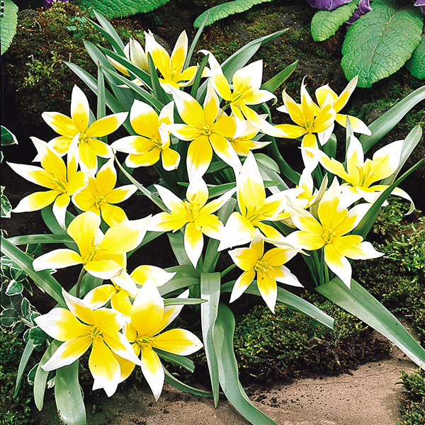 원종튤립-타르다 원종튤립-타르다