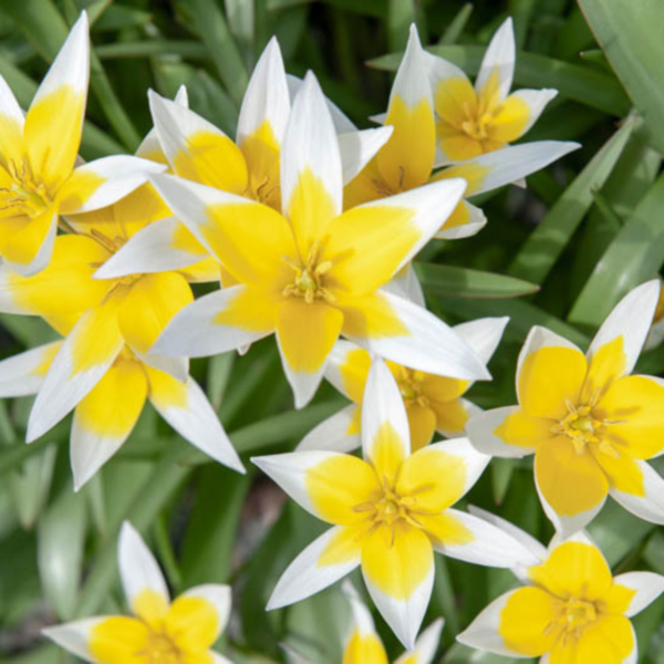 원종튤립-타르다 원종튤립-타르다