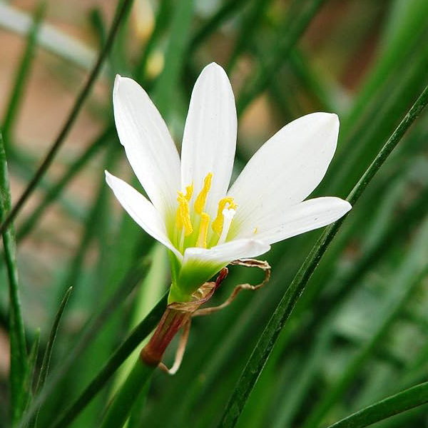 제피란서스 - 칸디다