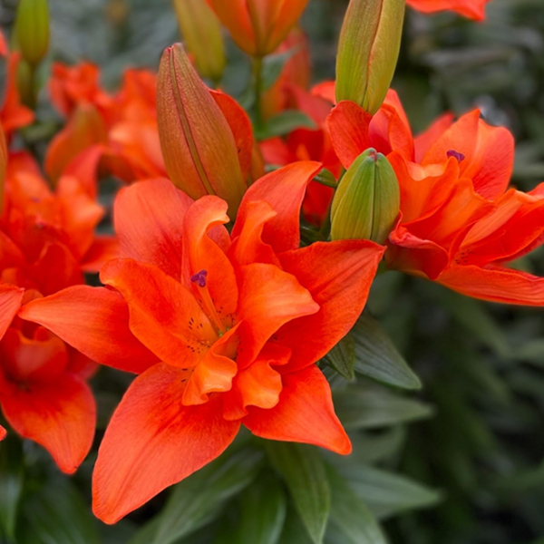 백합 아틀란티스 슬립스트림 LxA 하이브리드