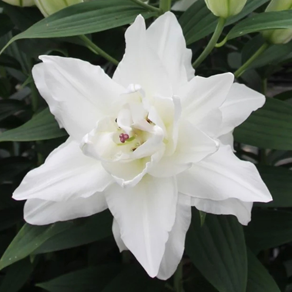 백합 샤르도네 오리엔탈