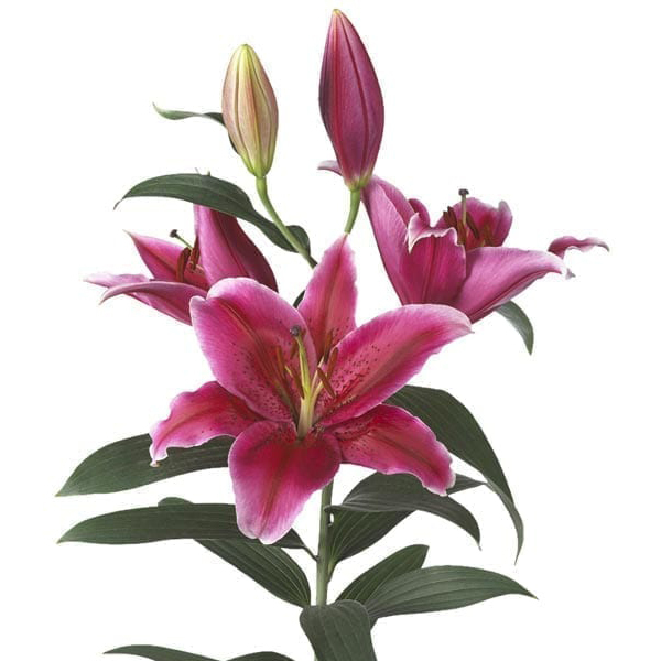 백합 차트웰 오리엔탈