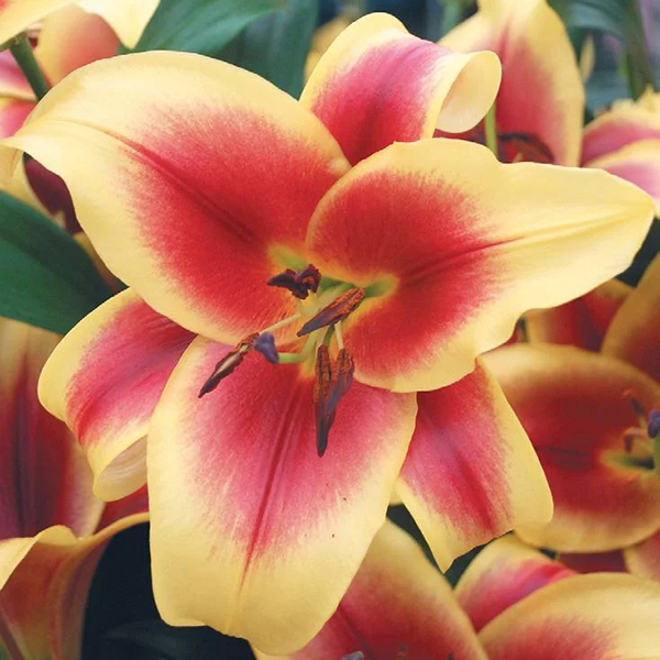 백합 플라비아 오리엔탈 트럼펫