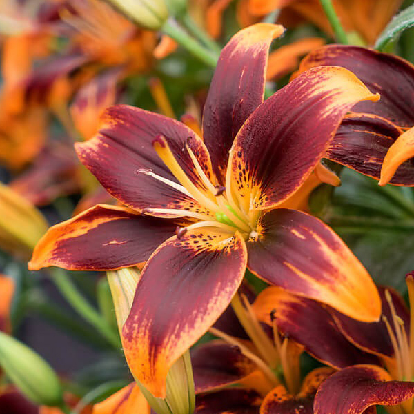 백합 포에버 수잔 아시아틱