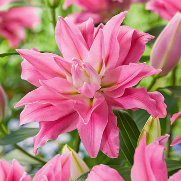 백합 카당고 오리엔탈