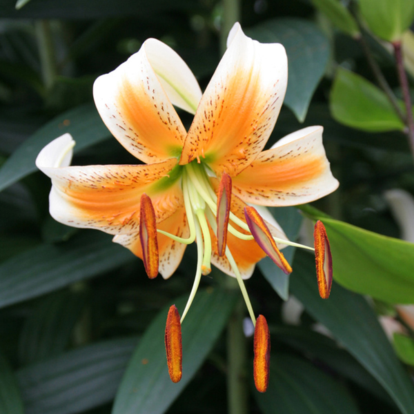 백합 레이디 앨리스 원종(마르타곤)