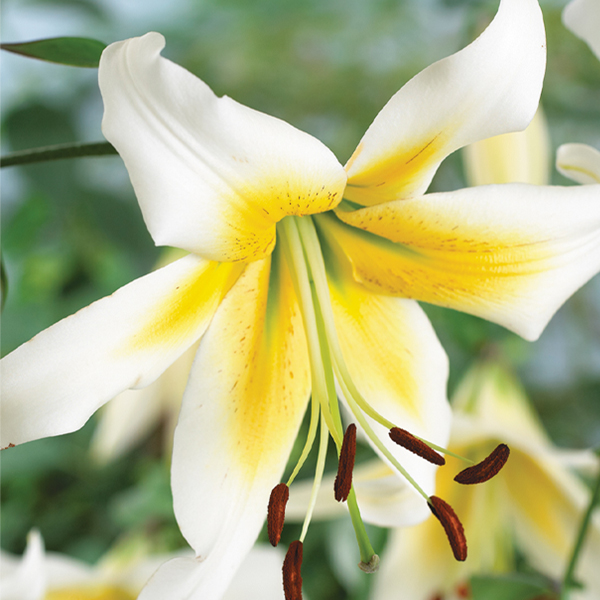 백합 미스터 피스타치 오리엔탈 트럼펫