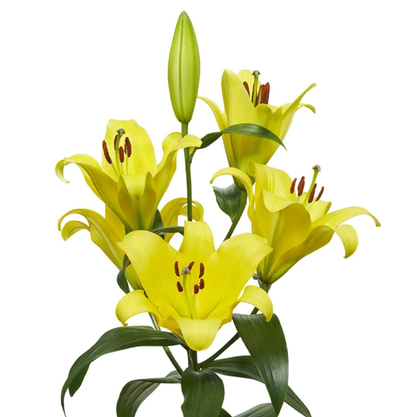 백합 문라이트 오리엔탈 트럼펫