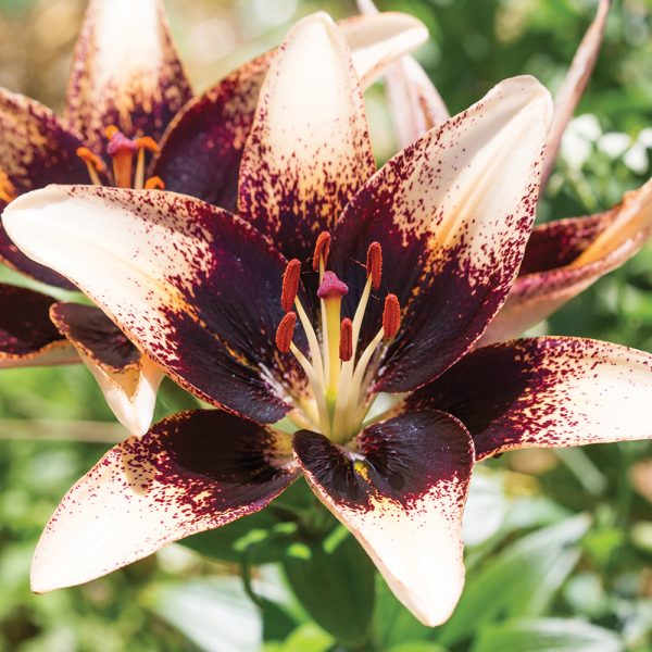 백합 네티스 프라이드 아시아틱