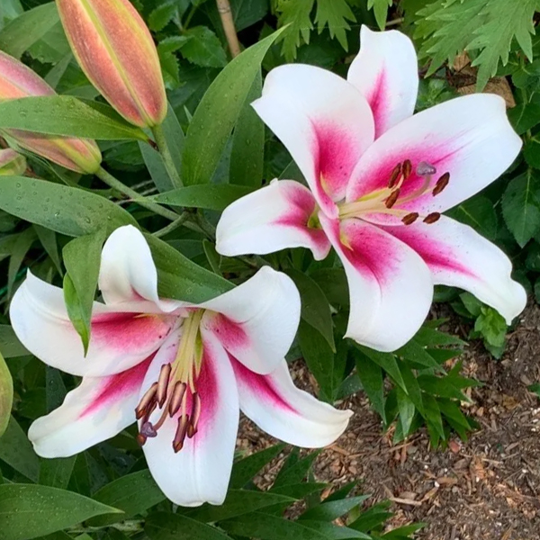 백합 님프 오리엔탈 트럼펫