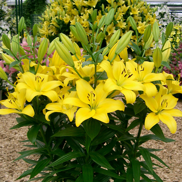 백합 파비아 LxA